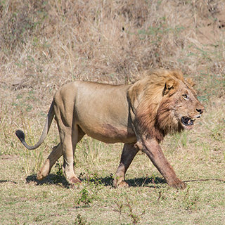 South Luangwa - Lion